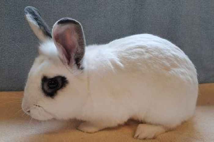 Rabbit named after Black Sabbath frontman Ozzy Osbourne is looking for his 'Sharon'