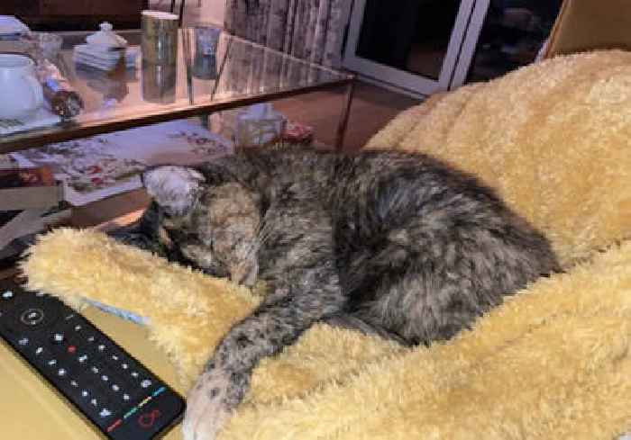 At 26 years old, Flossie becomes world's oldest cat