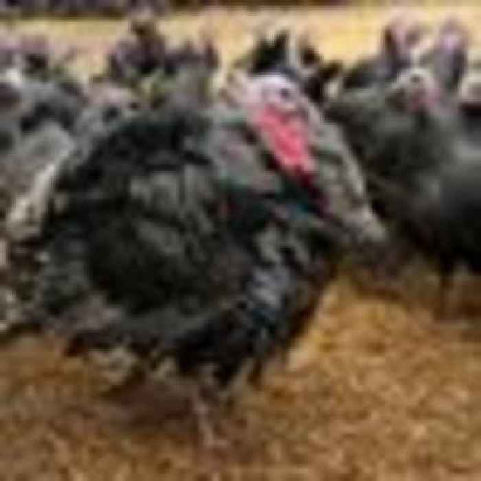 Warnings of a 'big, big shortage' of free range turkeys as bird flu epidemic hits British farms