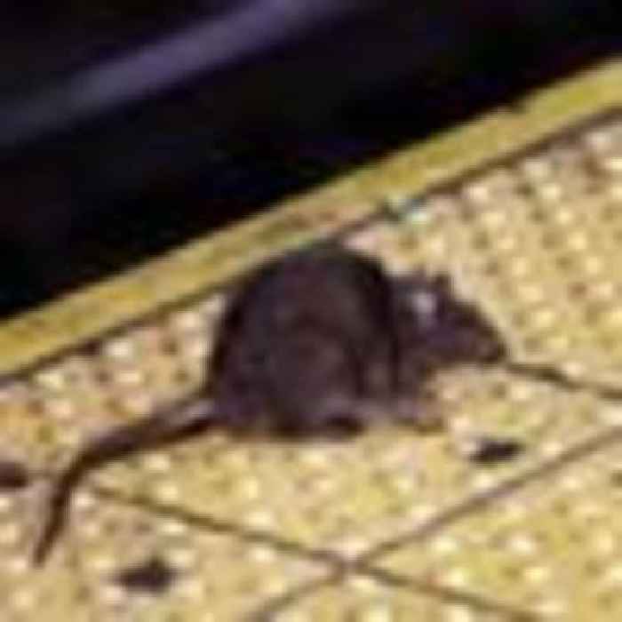 New York seeks 'somewhat bloodthirsty' rat czar - with salary up to £138k