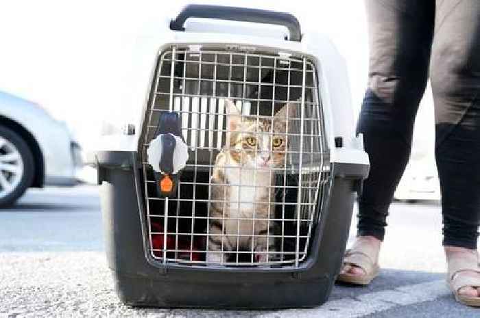 Dave the cat coming home instead of World Cup trophy as England adopt feline friend