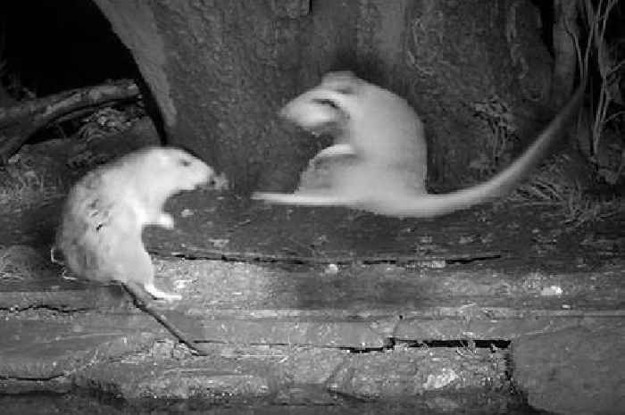 'Karate-kicking' rats captured on camera by Yorkshire wildlife artist