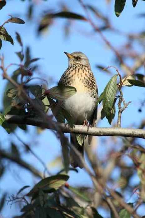  “Conservation must go beyond nature reserves and national parks” say GWCT Big Farmland Bird Count organisers