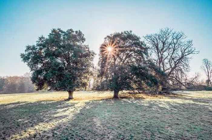 Surrey National Trust sites opening times over Christmas and New Year