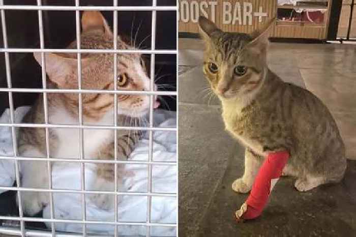 England star's adopted cat from Qatar left in cast after injuries sustained in catfight