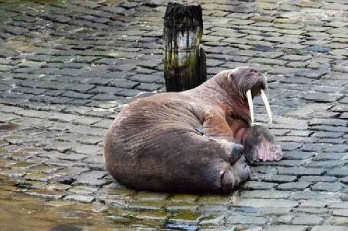 Scarborough New Year fireworks cancelled over fears for 'Thor' the walrus