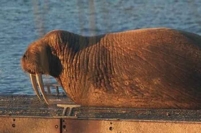 Wandering walrus Thor turns up again on the UK coast