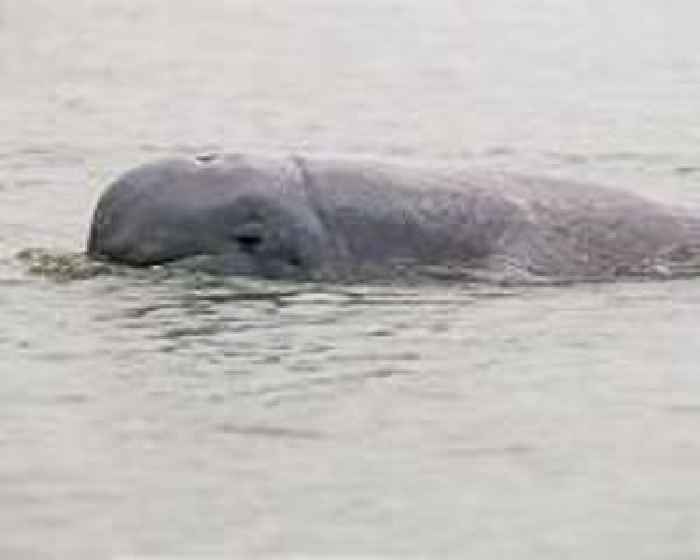 Cambodian leader orders Mekong safe zones to save rare dolphins