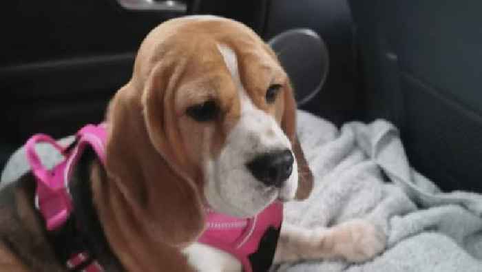 Belfast dog owner ‘devastated’ after beagle Annie killed by car while family out walking