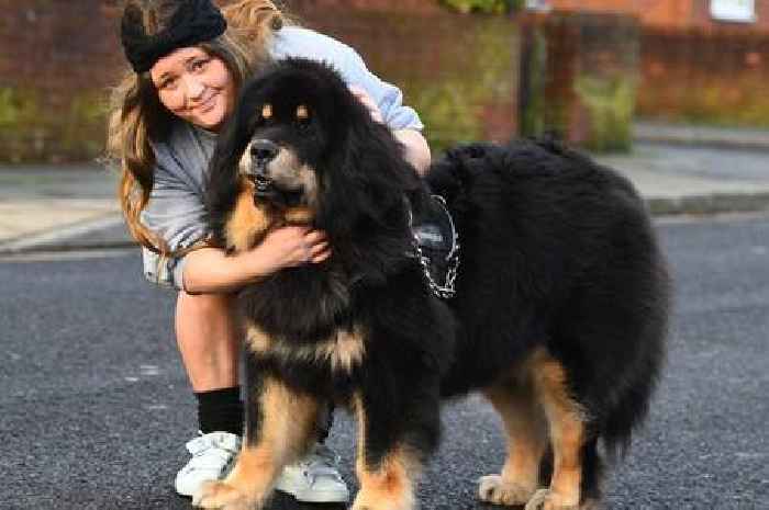 Mum's beloved dog 'so big' people mistake her for a bear