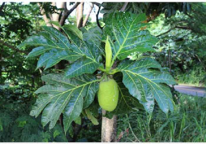 Superfood: Caribbean breadfruit traced back to Captain Bligh’s 1791-93 journey
