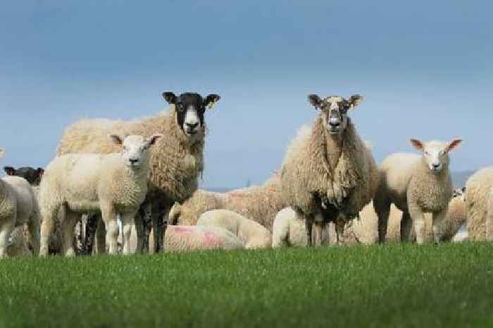 Herts Police issue warning to dog owners after sheep killed by 'black Labrador' in London Colney field