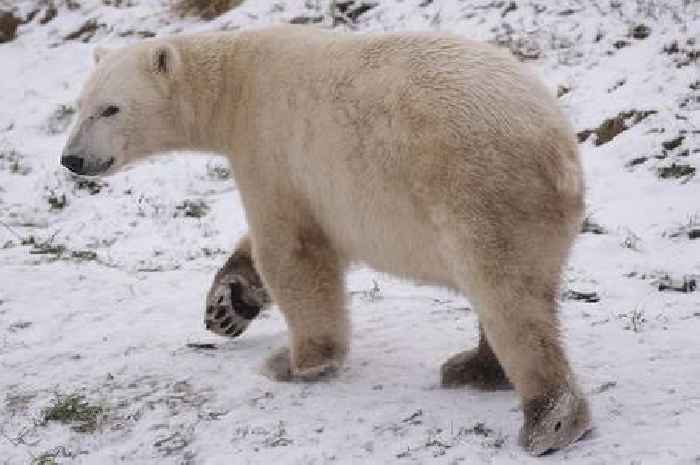 Polar bear attacks and kills woman and boy in remote Alaskan village