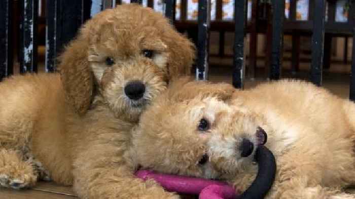 Pet store owner says New York law won't solve breeding issues