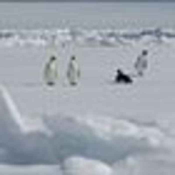 Scientists discover new emperor penguin colony - by spotting their poo from space