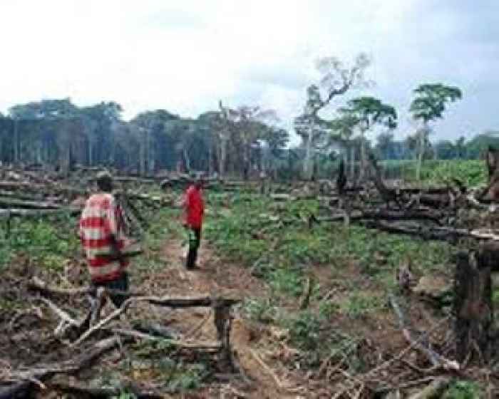 Deforestation imperils famed DR Congo reserve as refugees flood in