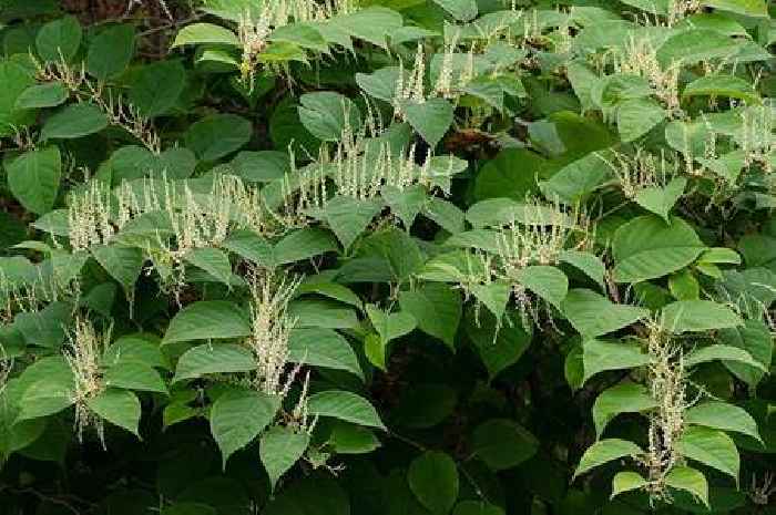 Cornwall Japanese knotweed hotspots include Camborne, Bodmin Moor and Helford