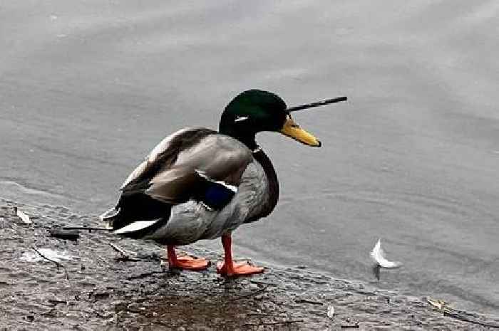 Duck with crossbow bolt in head is 'safe and well', say police