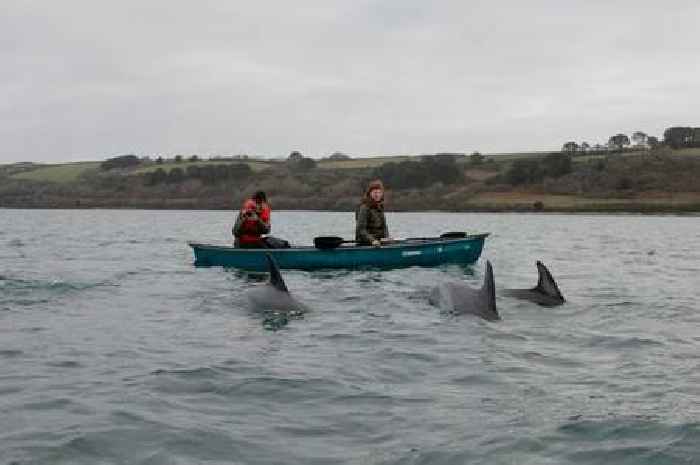 Huge pod of dolphins spotted up close by kayakers around Falmouth Bay