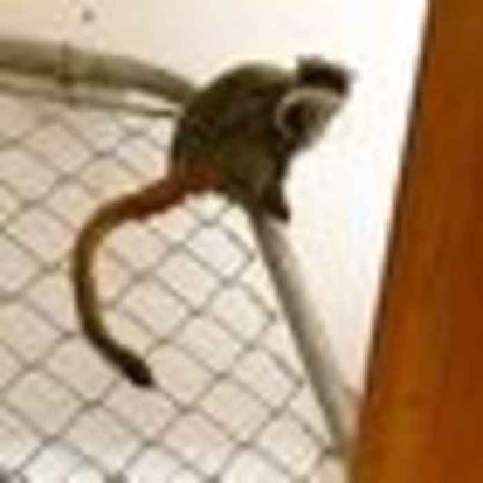 Dallas Zoo mystery deepens as two missing monkeys found in closet at abandoned home