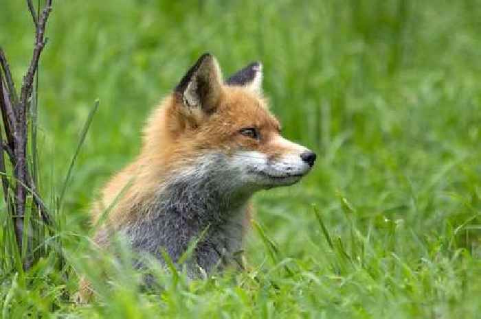 Bird flu found in two foxes in Cornwall
