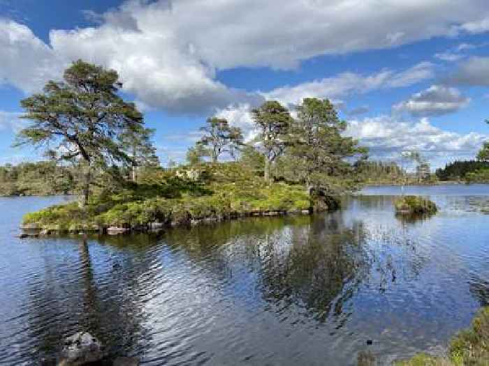  Scotland’s ‘ice age’ pinewoods on knife-edge, says first major study in 60 years
