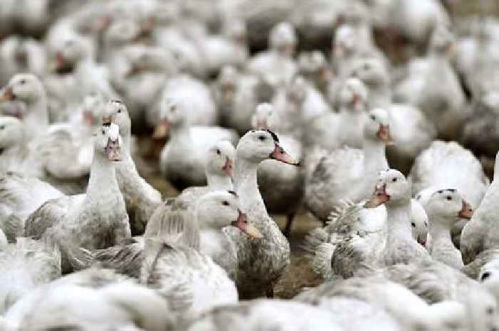 Bird flu testing to start for humans after reports of virus appearing in mammals