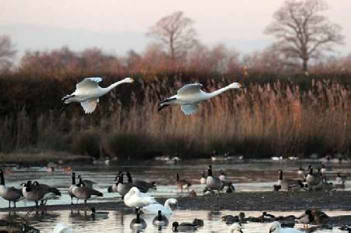 Bird flu fears as swan and goose found dead at Par beauty spot