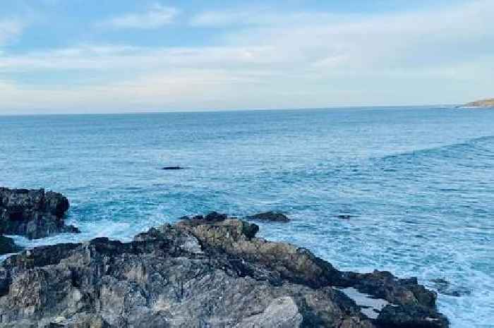 Young humpback whale spotted off Newquay for first time