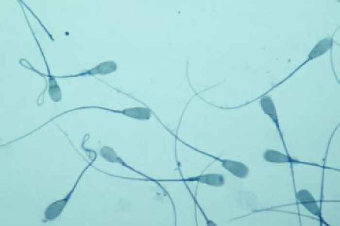 'Obstacle course' for sperm could boost chances of parenthood for infertile couples