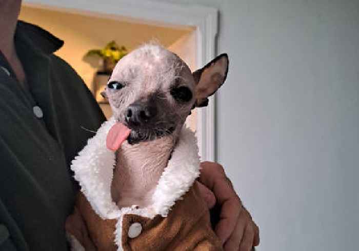 This online competition is looking to find the world's ugliest dog
