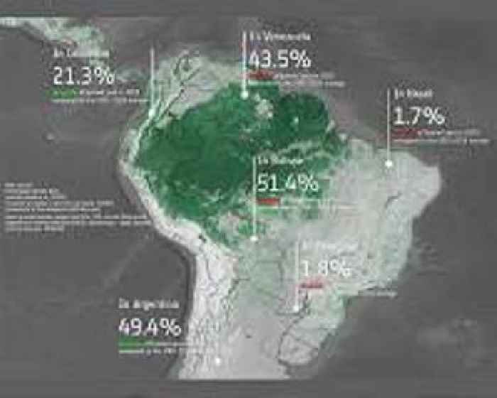 Brazil's Amazon deforestation down 61% in January