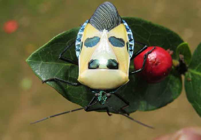 Indian 'Hitler' stink bug attracts international attention