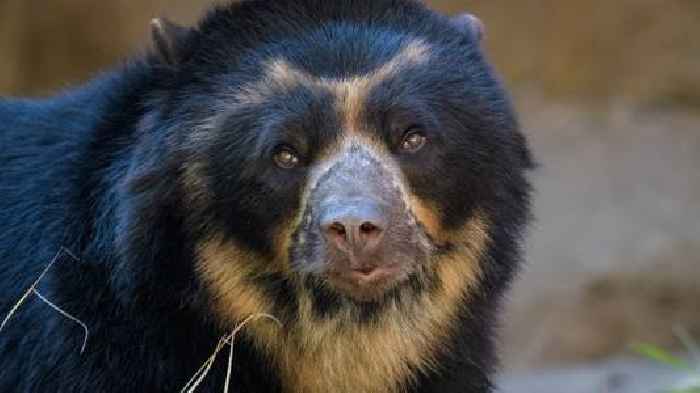 Bear escapes from outdoor enclosure at St. Louis Zoo
