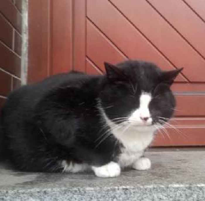 Chonky tuxedo cat became a top tourist attraction in his Polish city