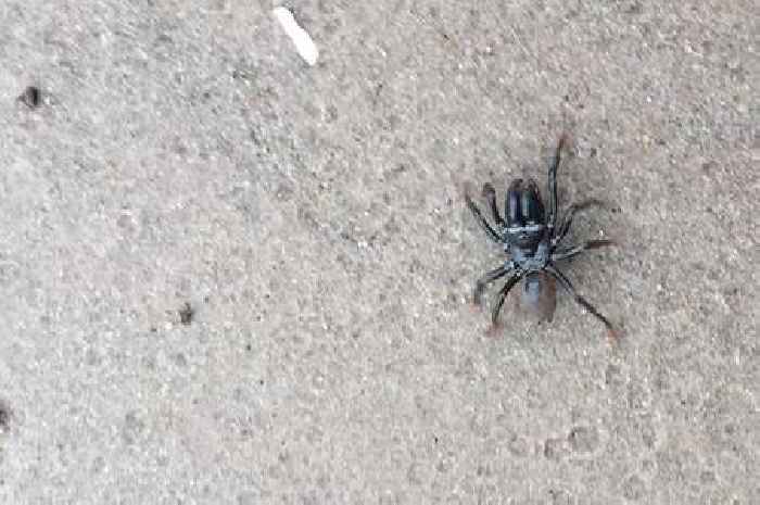 Chobham Common rare spider with huge fangs it uses to drag prey back to lair you didn't know wanders around Surrey