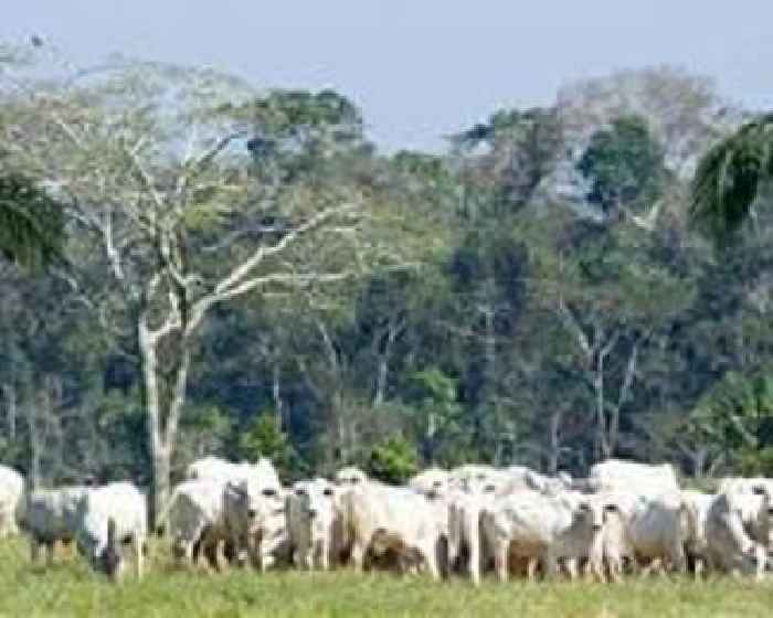 Brazil suspends beef exports to China over mad cow case