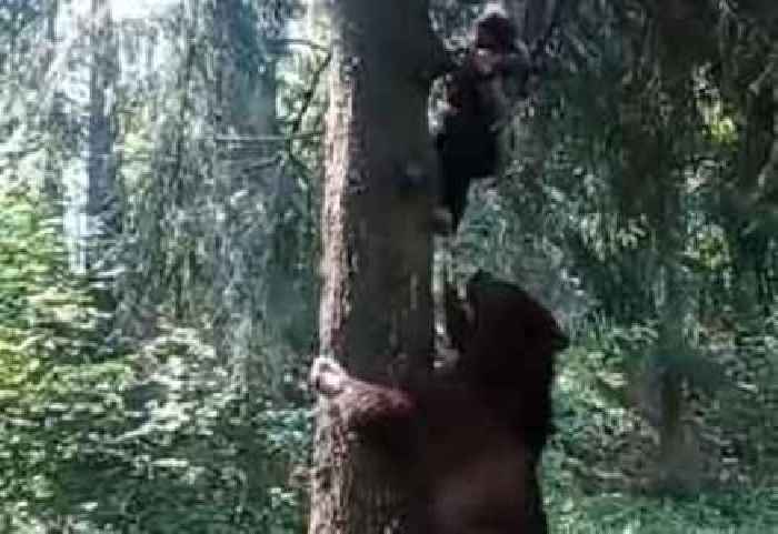 Dude Climbs a Tree to Escape a Bear (Cocaine Bear?) Attack While His Buddy Films