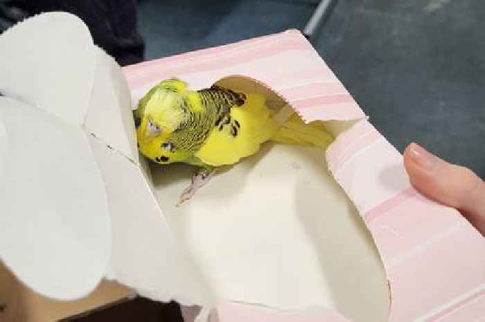 Nottinghamshire Police appeal as budgie 'detained' at station