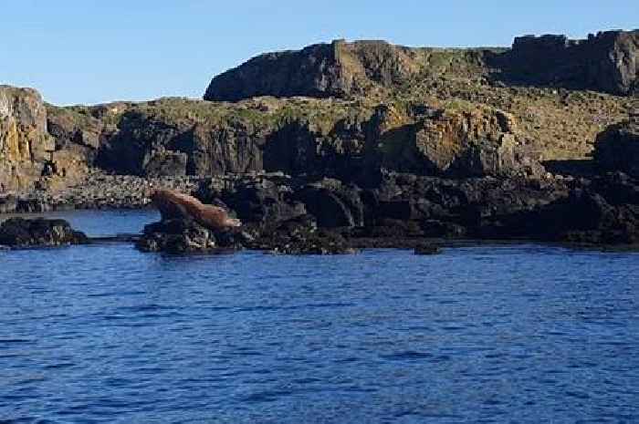 Massive sunbathing walrus spotted relaxing on rock on the Scottish coast