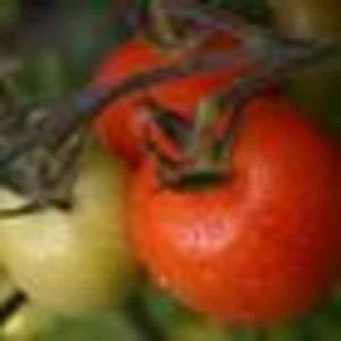 Brexit and bad planning also to blame for UK fruit and veg shortages, Spain says