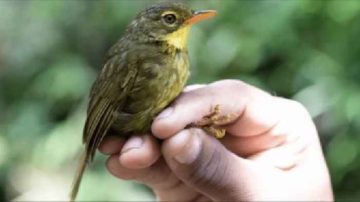 Conservationists elated to spot elusive songbird after 24 years
