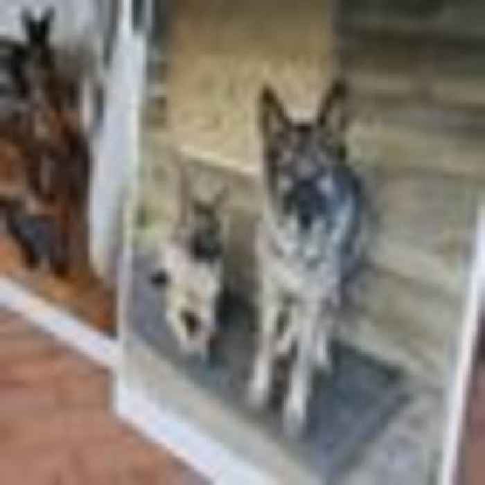 Hunter shoots and skins 'coyotes' only to discover they were a family's treasured German shepherds