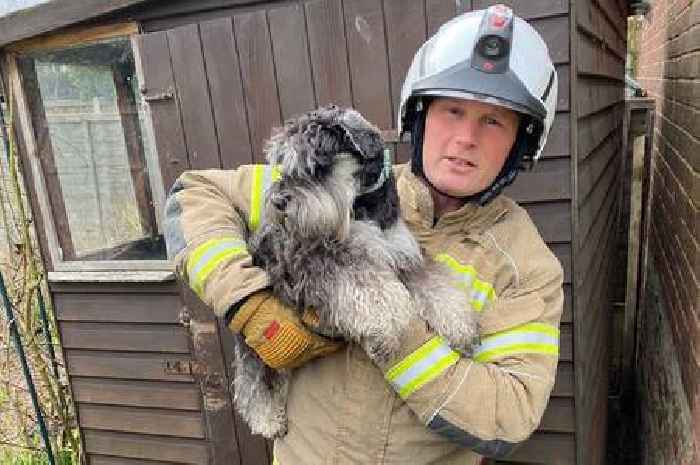 Firefighters rescue adorable puppy trapped behind Hadleigh shed