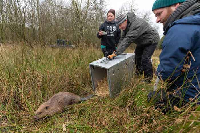  100,000 trees and £1m economic boost in rewilding network’s early years