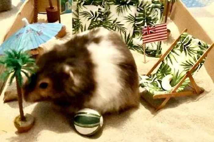 Woman spends £3.5k and travelled 7,000 miles to spread her hamster's ashes in Hawaii - Pictures