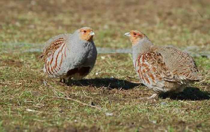  90 years and counting: historic citizen-science scheme calls on land managers to help red-listed grey partridge