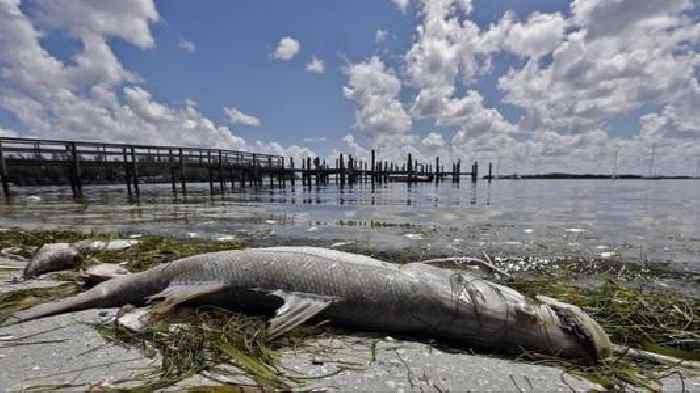What is the red tide hitting Florida beaches?