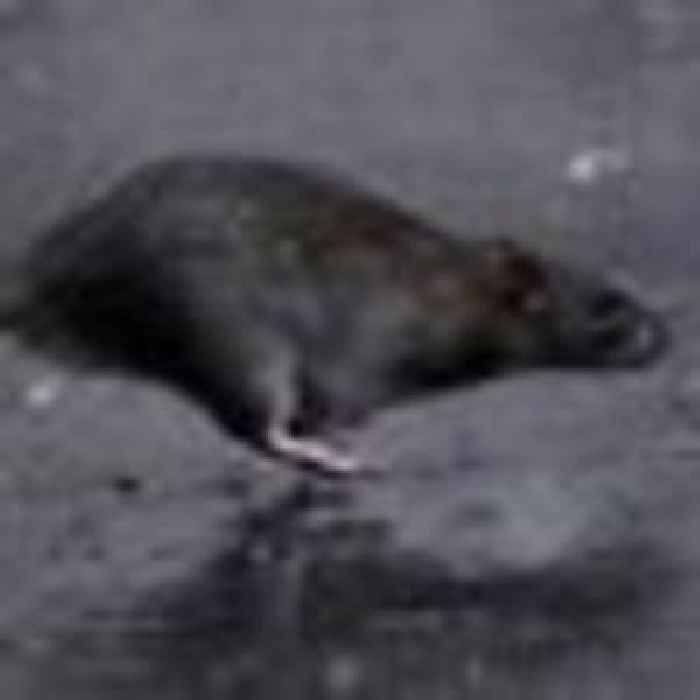 Millions of rats in New York 'could carry COVID'