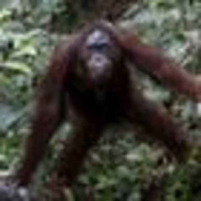 Dizzy apes provide clues about human desire for mind-altering experiences, researchers suggest